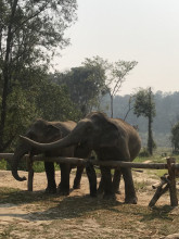 Jour 7 - trek avec les éléphants